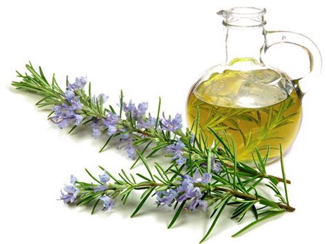 Rosemary Essential Oil (ct. Cineole)(Organic)(Spain) - Get Natural Essential Oils