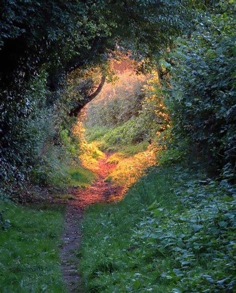 Beautiful forest path in England : r/MostBeautiful