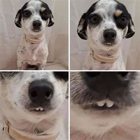 This Online Community Shares The Silliest Dog Photos Where Their Teeth Are Visible In A Funny ...