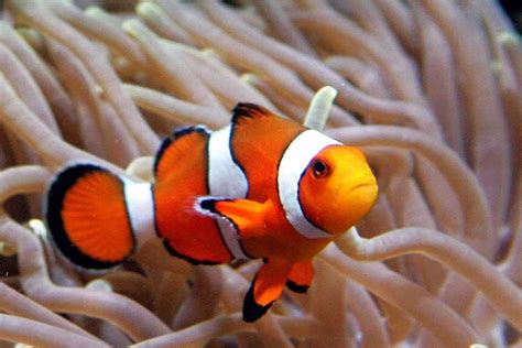 Clownfish and Nemo Fish In Habitat ~ planetanimalzone