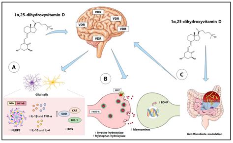 Depression and Anxiety treatment with Vitamin D - probable molecular pathways - June 2022 ...