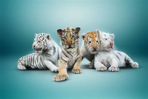 Siegfried & Roy welcome four tiger cubs | Las Vegas Blogs