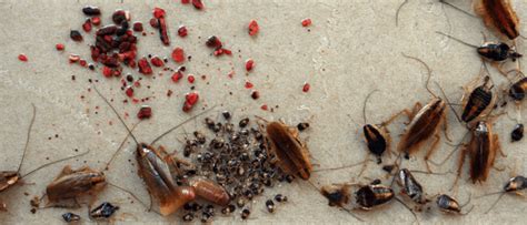 Where Do Cockroaches Lay Eggs? How To Stop Their Spread | Chem-free Blog