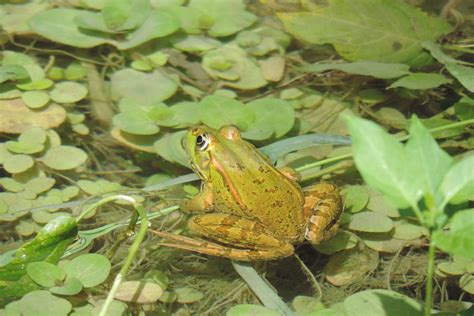 Plitvice Lakes Croatia Frog · Free photo on Pixabay