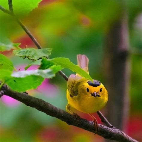 33 Beautiful Pictures of Warblers - Birds and Blooms