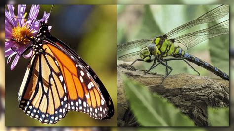 Butterfly vs. Dragonfly: Competing bugs battle for state insect title | wzzm13.com