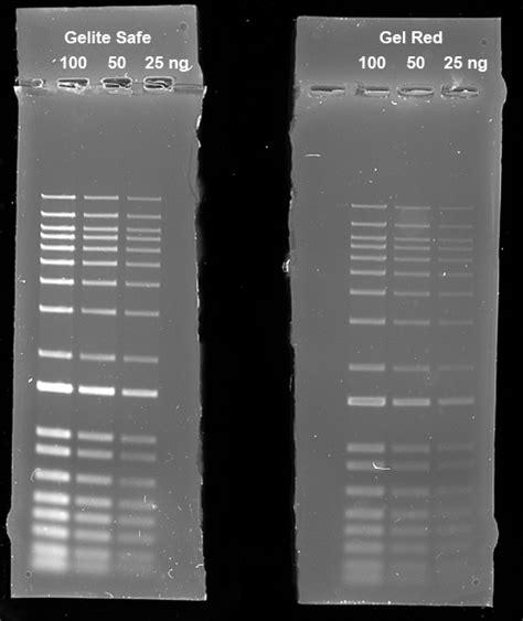 Electrophoresis Gel Selection | AAT Bioquest