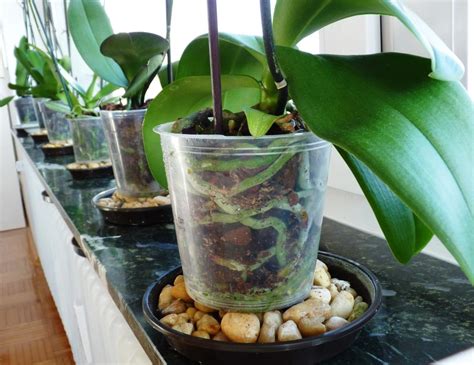 How to take care of orchids? |Foxy Folksy