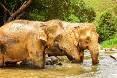 Best Elephant Sanctuaries in Phuket | Kata Rocks Resort Phuket