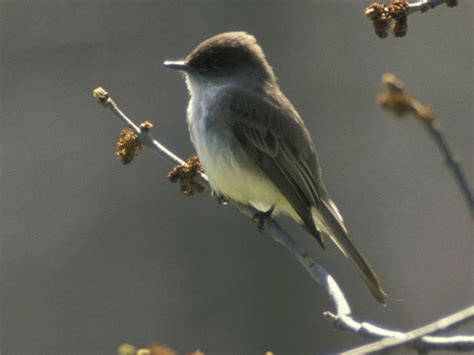 Missouri Bird Identification