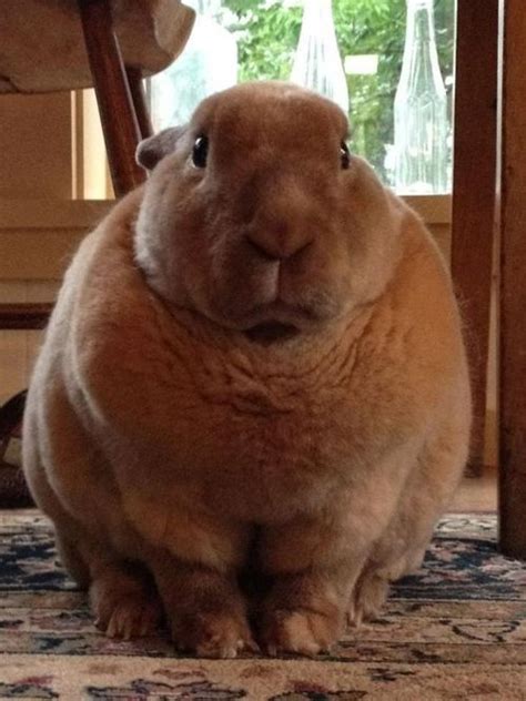 85 best images about chubby bunny *-* on Pinterest | Netherland dwarf, The giants and A bunny