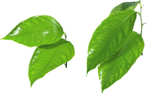 Green Leaf PNG Clipart - PNG All | PNG All