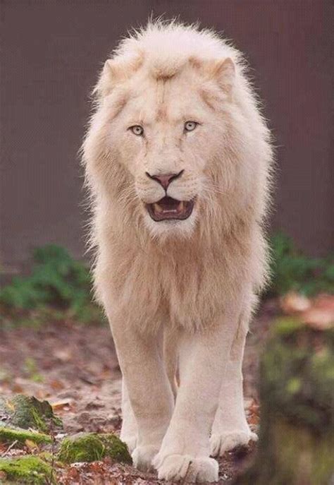 Beautiful albino male lion | Rare albino animals, Albino animals ...