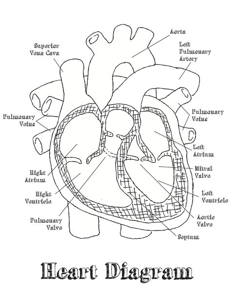 Free Blank Heart Diagram, Download Free Blank Heart Diagram png images, Free ClipArts on Clipart ...