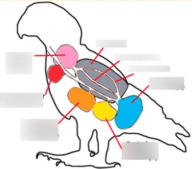 VT 200 avian respiratory system Diagram | Quizlet