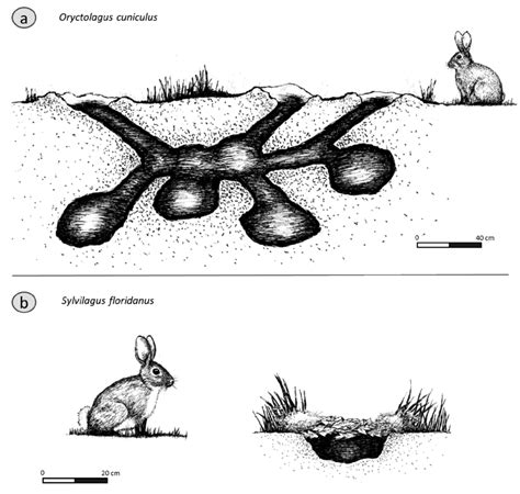 Illustration of the (a) European rabbit and its burrow and (b) the ...