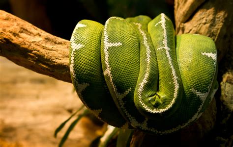 Emerald Tree Boa Snake | Emerald Tree Boa Snake at the Repti… | Flickr