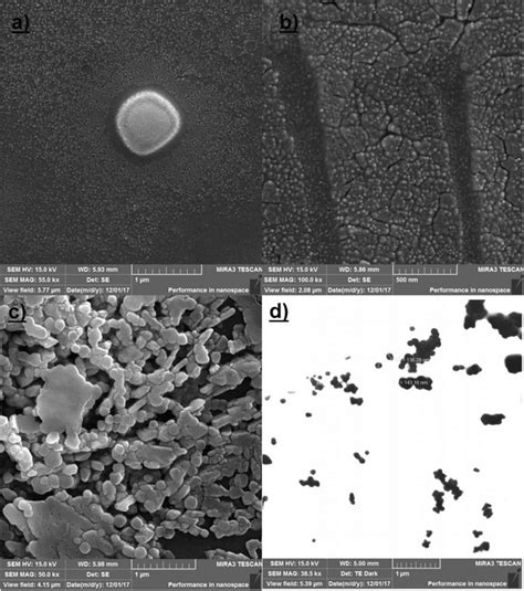 SEM images of a CNC-FeSO4; b CNC-Fe2(SO4)3; c CNC-FeCl3; and d TEM ...