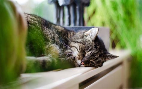 Sleeping Cat MacBook Air Wallpaper Download | AllMacWallpaper