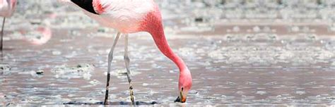 Andean Flamingo