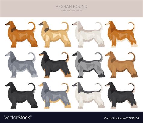 Afghan hound all colours clipart different coat Vector Image