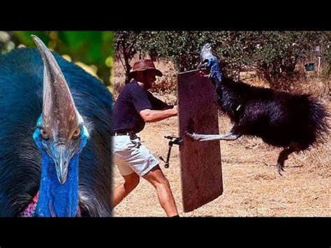 Insane Cassowary Attack!! #cassowary - YouTube