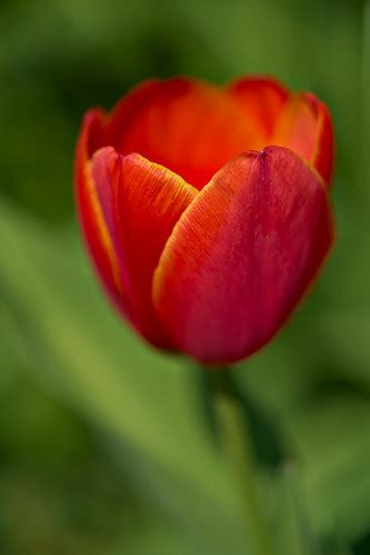 Red Tulip | Tulpe - tulipa Sony A7RIII with FE 90mm 2.8 Macr… | Peter Stenzel | Flickr