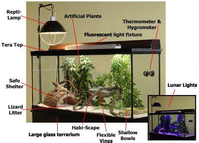 Bearded Dragon Habitat: A Guide on the Best Tank Setup