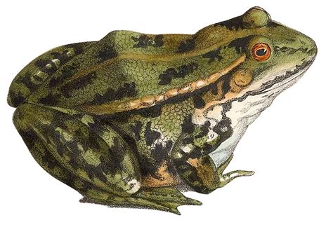 Green Frog Clip Art