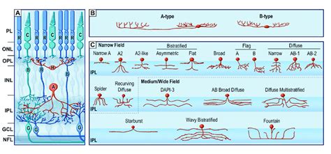 The retina horizontal pathway. (A) schematic organization of retinal... | Download Scientific ...