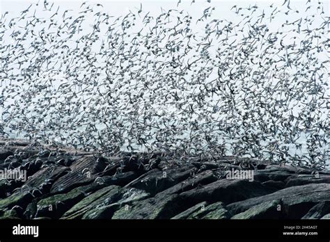 Dunlin flock in flight Stock Photo - Alamy