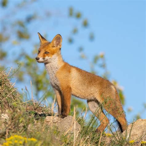 Red Fox Cub Vulpes Vulpes in the Wild Stock Photo - Image of predator, spring: 219025328