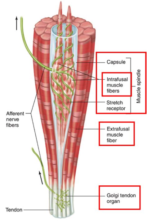 The Science of Stretching