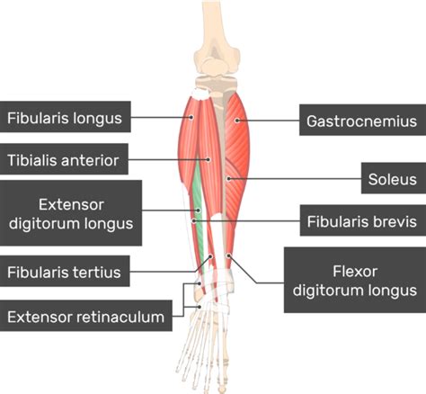 Extensor Digitorum Longus: origin, insertion, action | GetBodySmart