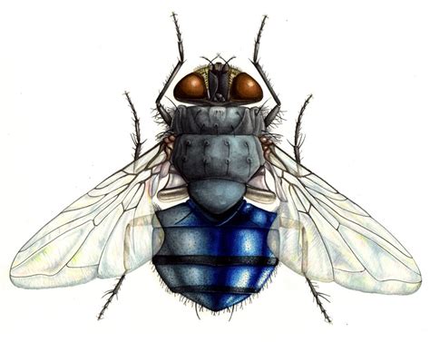 Blue bottle fly Calliphora vomitoria - Lizzie Harper