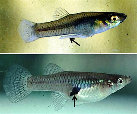 Western Mosquitofish - Encyclopedia of Arkansas