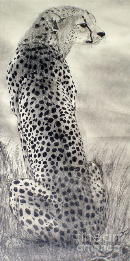 Cheetah Drawing by Suzette Kallen