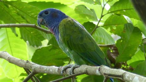 Blue-headed Parrot | MarkEisingBirding