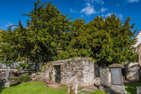 Fortingall Yew & Church | History & Beautiful Photos