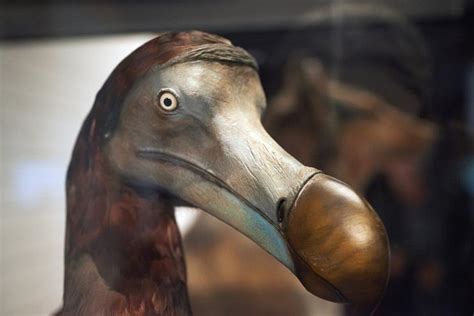 Dodo DNA discovery could lead to revival of extinct bird