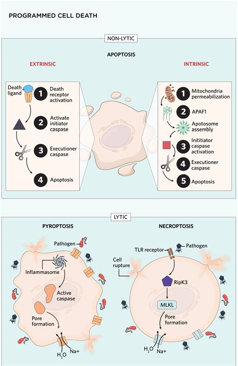 Programmed Cell Death: Mechanisms for Cellular Self-Destruction – Science News Hubb