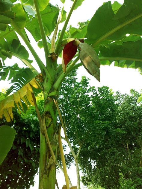 File:Banana Tree 3.jpg - Wikimedia Commons