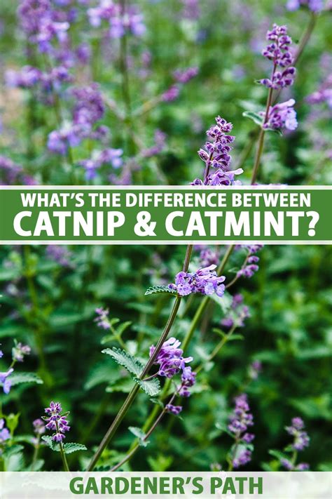 What’s the Difference Between Catmint and Catnip?