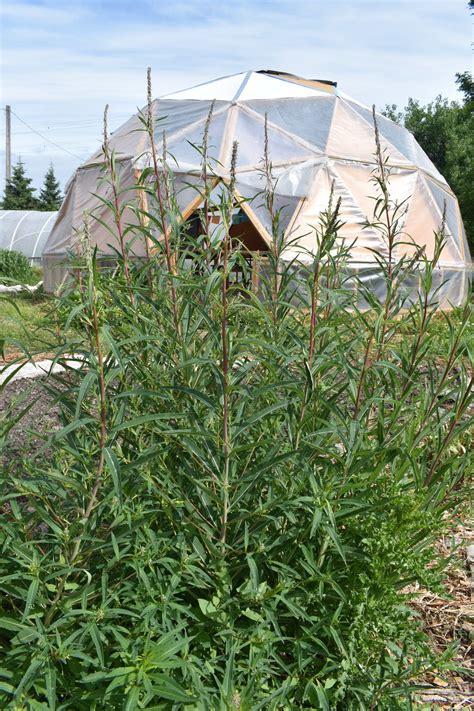 Fireweed Seeds — Ravensong Seeds & Herbals