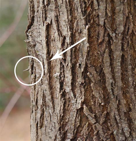 A couple thorny locusts | Identify that Plant