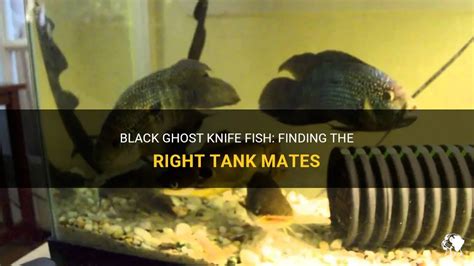 Black Ghost Knife Fish: Finding The Right Tank Mates | PetShun