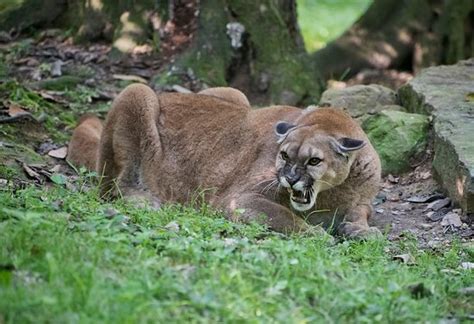 West Virginia State Wildlife Center (French Creek) - 2020 All You Need to Know BEFORE You Go ...