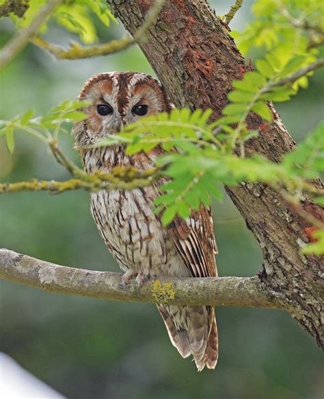 CAMBRIDGESHIRE BIRD CLUB GALLERY: Tawny Owl