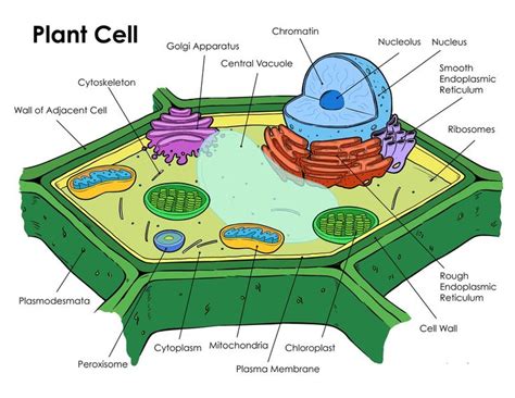 Printable Plant Cell Diagram Labeled | Printable Diagram | Plant cell diagram, Cell diagram ...