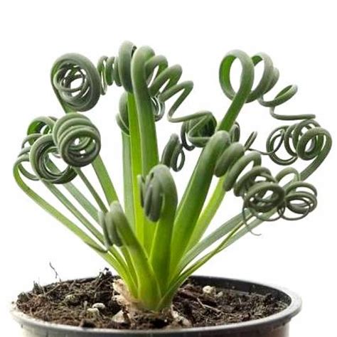 Buy Albuca Spiralis 'Frizzle Sizzle' plant online at plantsguru.com